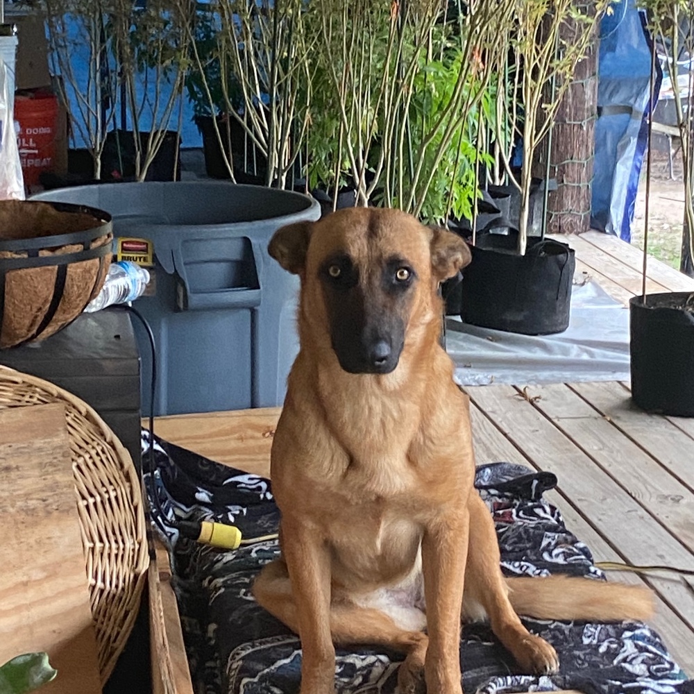 Meet your Posher, Gracie